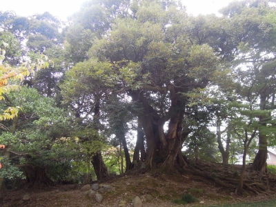 森の中 本多の森公園 金沢