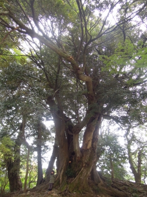 森の中 本多の森公園 金沢