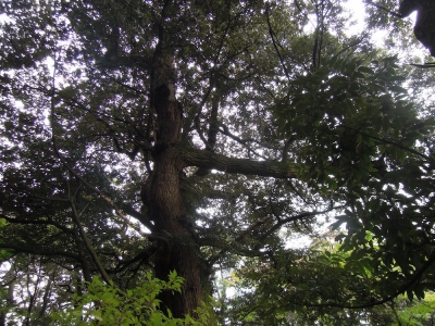 森の中 本多の森公園 金沢