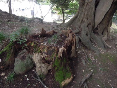 森の中 本多の森公園 金沢