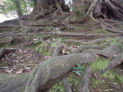 森の中 本多の森公園 金沢