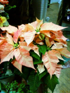 201011171616001.jpg