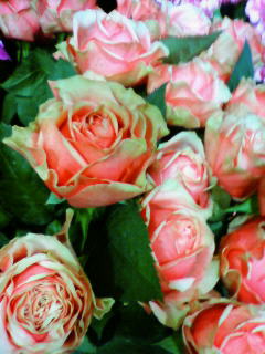 201011171616000.jpg