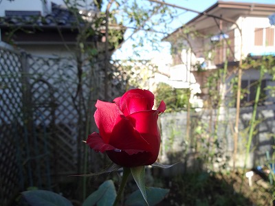 冬薔薇 ばらと温泉と日本酒ラベル A