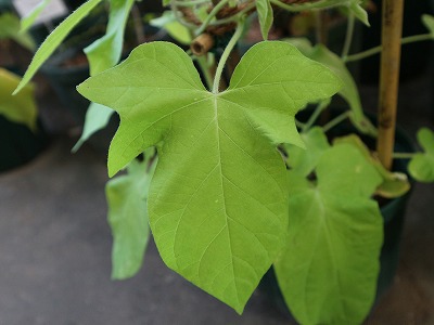 s-danjuro-leaf (1).jpg