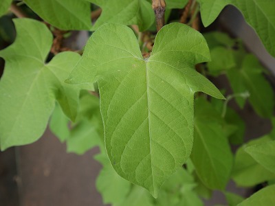 s-danjuro-leaf (3).jpg