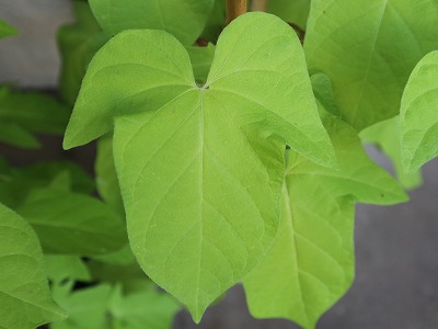s-danjuro-leaf (4).jpg