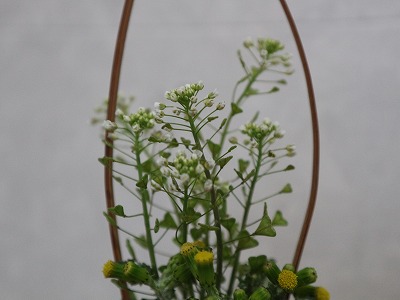 ぺんぺん草 | ばらと温泉と日本酒ラベル＋α