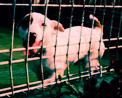 犬