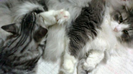 20081017233843.jpg