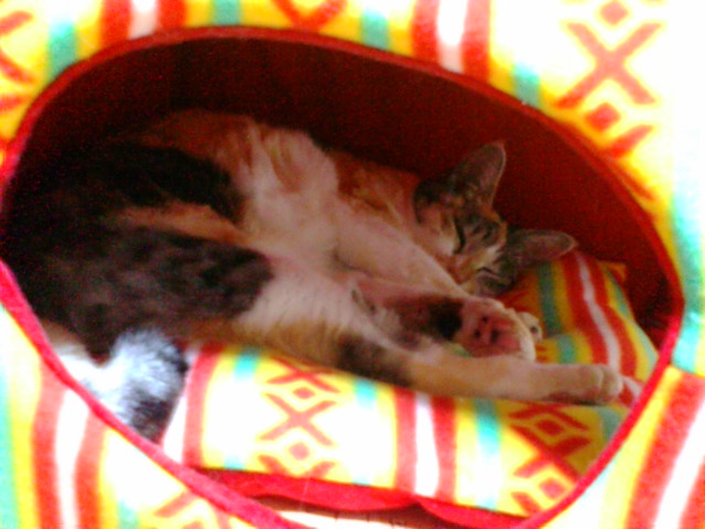 20081102225452.jpg