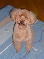 kuu4