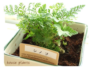 観葉植物