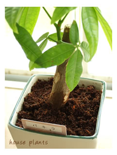 観葉植物