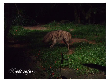 nightsafari