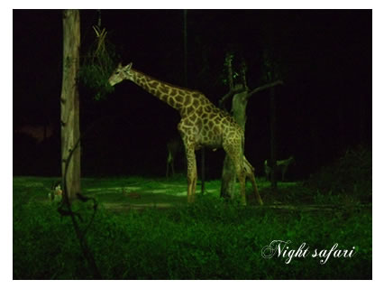 nightsafari