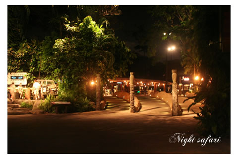 nightsafari