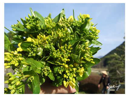 spring