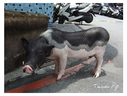台湾の豚