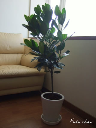 福木