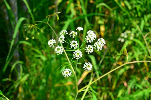 DSC_9372.jpg