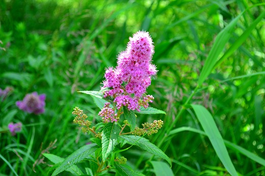 DSC_9374.jpg