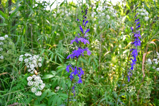 DSC_9377.jpg