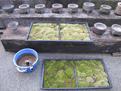 苔用意
