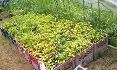110705_1043~010001.jpg