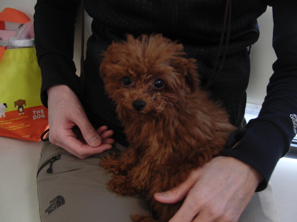 .♪*・’゚♭.*・ パピークラス ♪’゚。.*・’゚ マナ動物病院ブログ