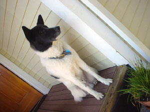 Columbo092805
