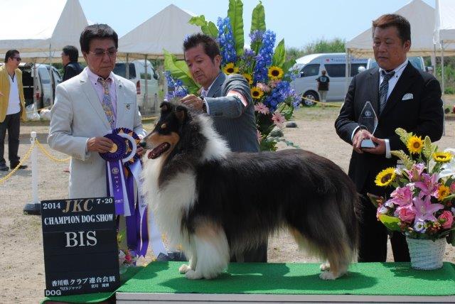 ラフコリー ドッグショー 写真
