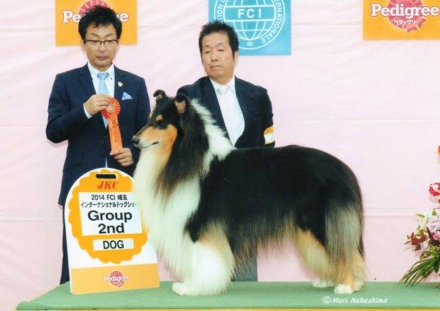 ラフコリー トライ ポー ドッグショー 画像