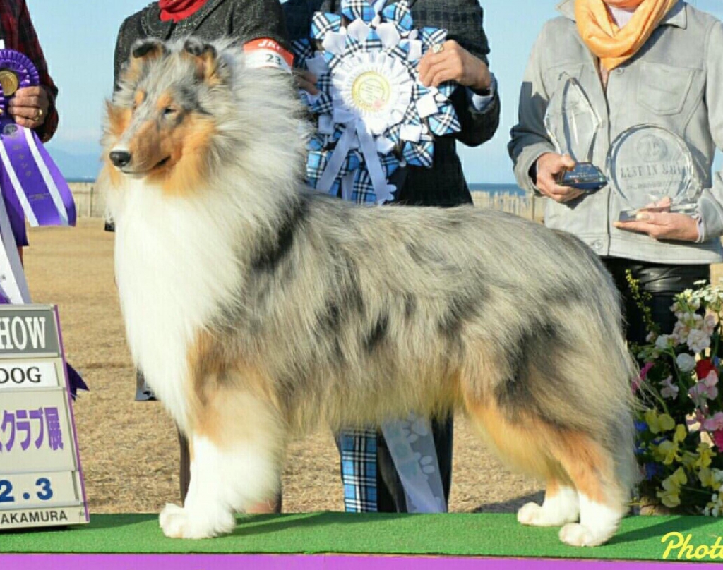 コリー コナー アメリカ スペシャルティーショー 獲得