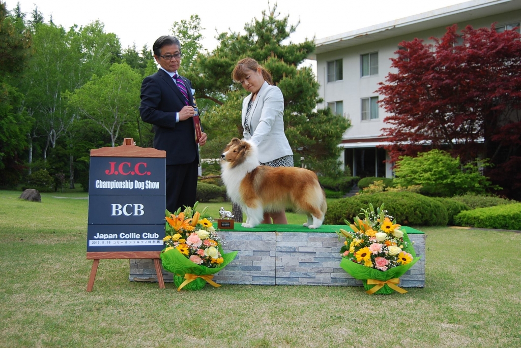 シェルティ アリアナ BCB