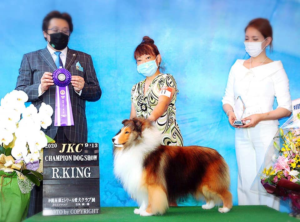 シェルティ ノボ JKC沖縄南部エトワール愛犬クラブ展 リザーブキング獲得