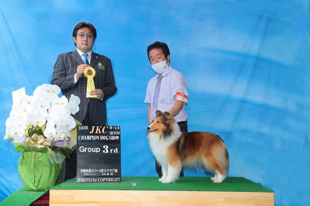 シェルティ アリアナ JKC沖縄南部エトワールクラブ展 BOB G3獲得