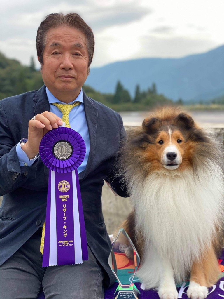 シェルティ ノボ JKC神戸甲南全犬種クラブ展 リザーブキング獲得
