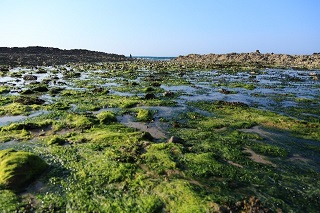 痛風 海藻