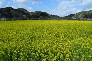 尿酸値 計る