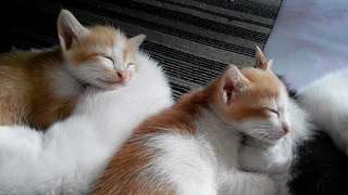 通風ねこきち