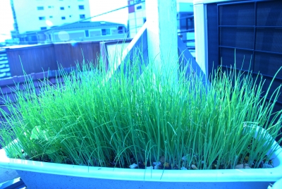 芝生のような万能ネギ