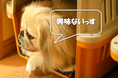 ヤル気ない茶豆