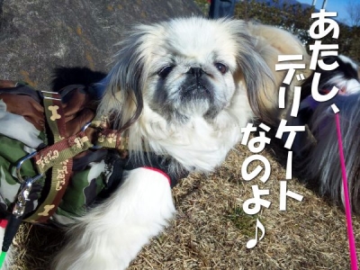 塩豆(シオン)