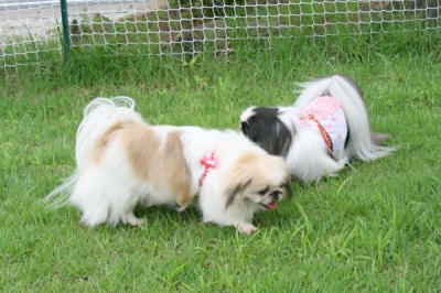 栗豆&塩豆