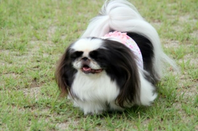 栗豆