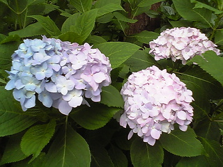 紫陽花1