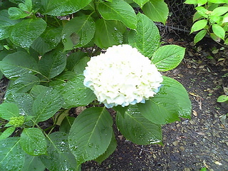 紫陽花2