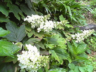 紫陽花3