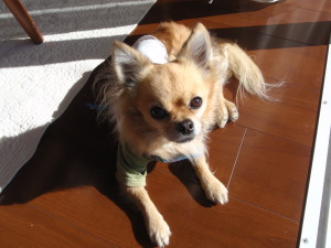 20090101howiea